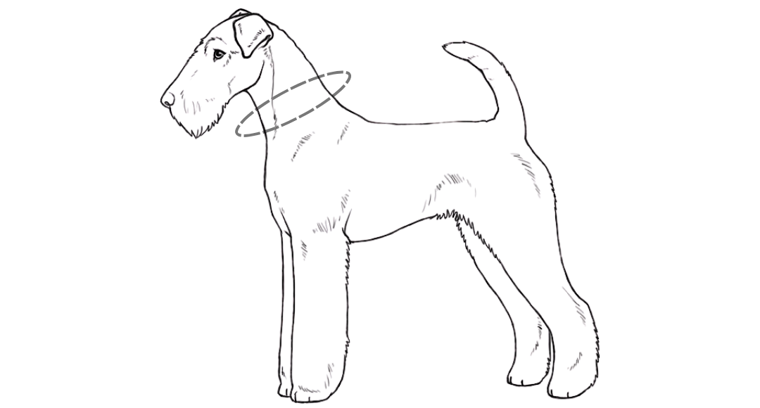 terriersablonnyakmeret.png
